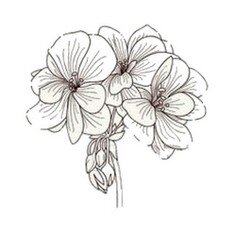 huile essentielle de geranium madagascar scentseas cicatrisante, anti-bactérienne, acné, astringente, anti fongique, tonique