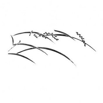 huile de son de riz scentseas antirides, très antioxydante, anti radicalaire, texture sèche, drainante, décongestionne poches et cernes, active la microcirculation, antitâches, matifiante, uniformise le teint