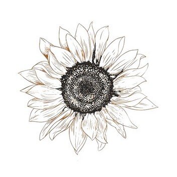 huile de tournesol scentseas puissante action antioxydante, renforce la stabilité des formules et sert même de conservateur, adoucissante, assouplissante peau et cheveux, nourrissante, très pénétrante